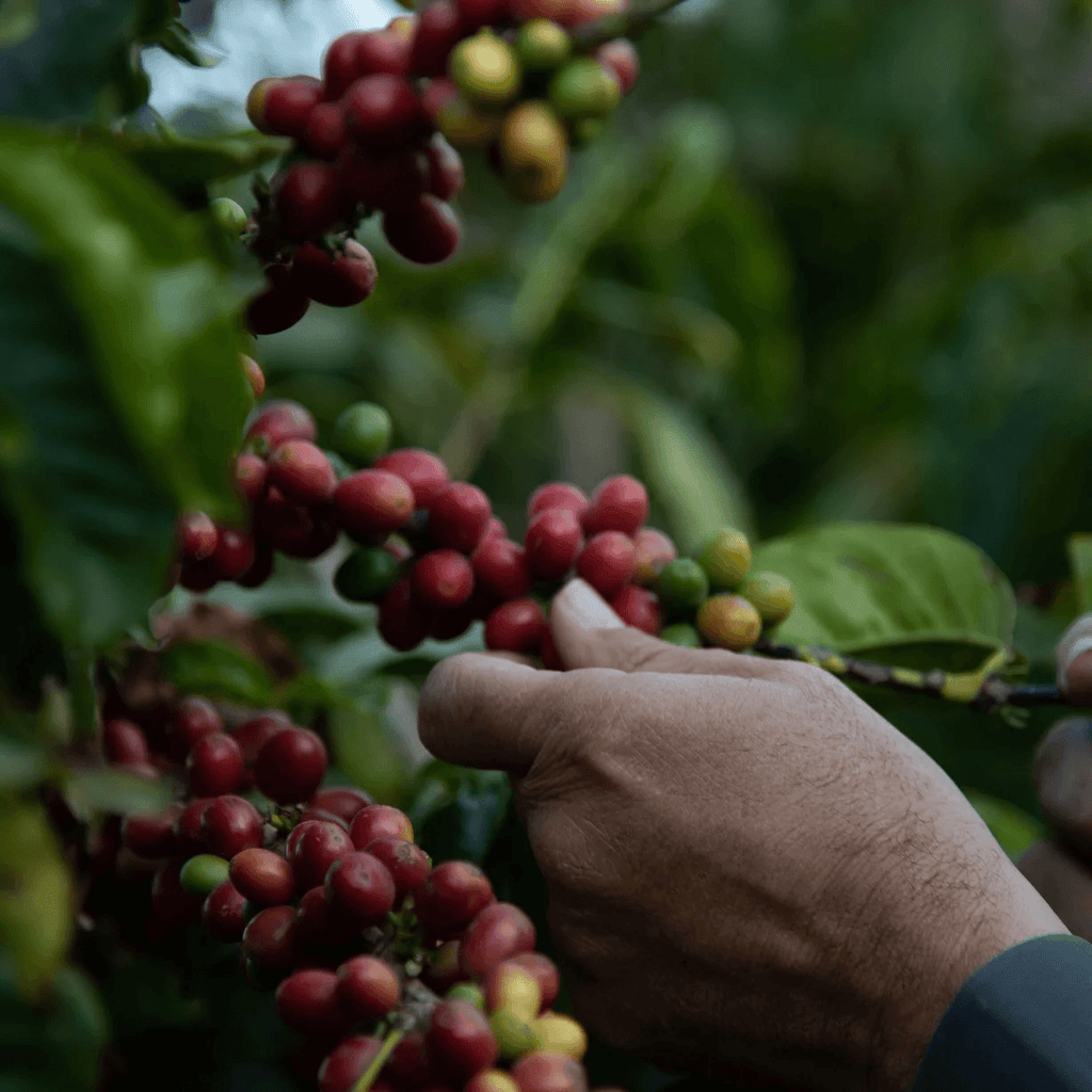 Cascara Qishir 🇾🇪 Yemen