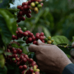 Cascara Qishir 🇾🇪 Yemen - immagine 2
