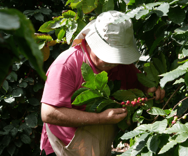 Agricoltore raccoglie bacche di caffè a mano in una piantagione, rappresentando l'attenzione ai dettagli di CoffeeStorming.